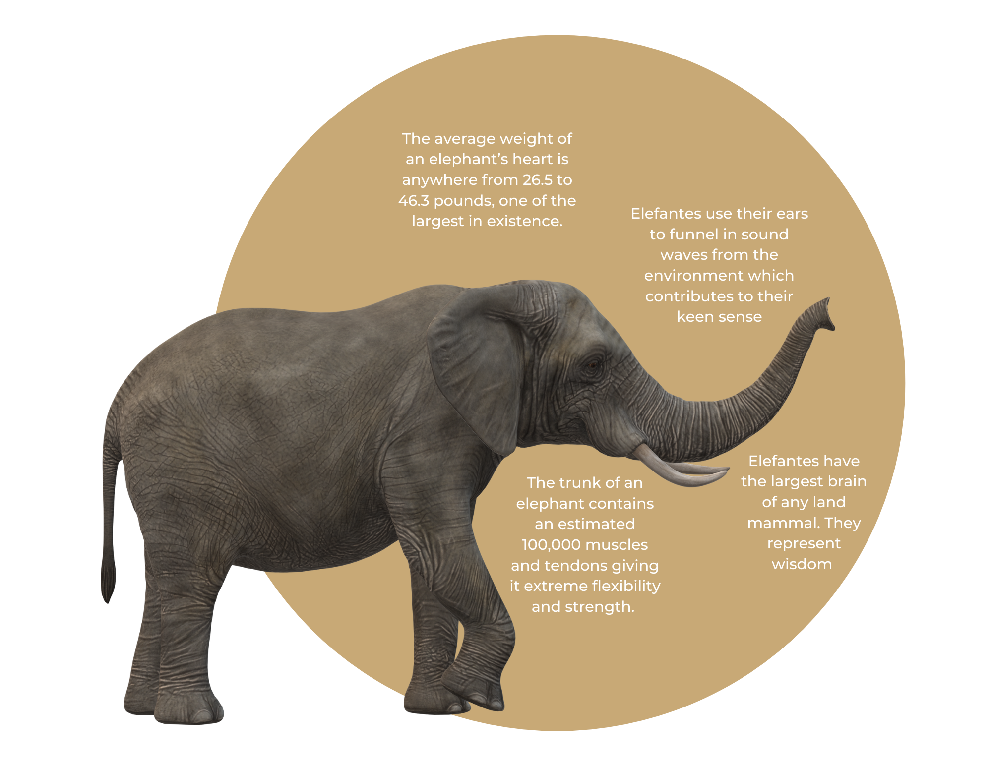 About Elefante On-Demand Sales and Marketing